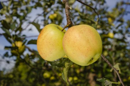 Zbliżenie dwóch jabłek odmiany Golden Delicious rosnących na drzewie